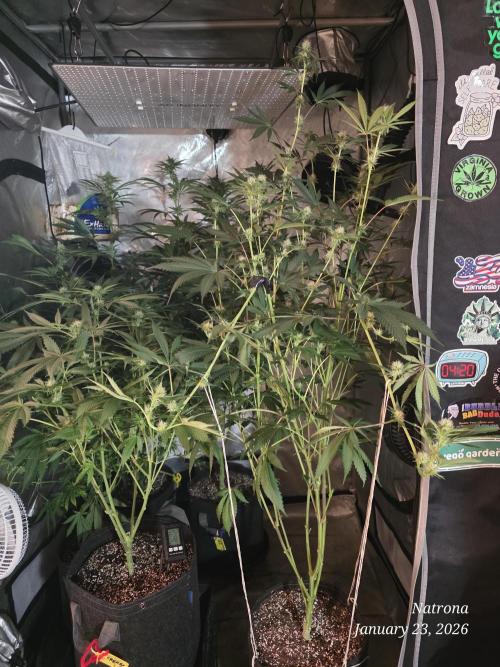 Straw-Trop Cherry Strng Seeds. Week 11