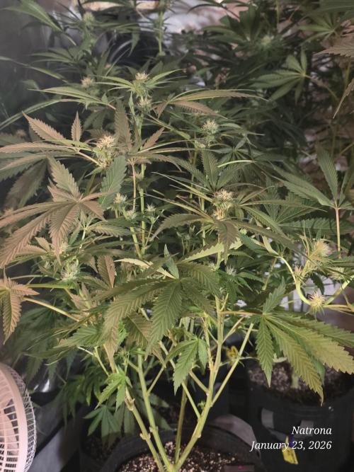 Straw-Trop Cherry Strng Seeds. Week 11