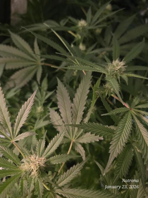 Straw-Trop Cherry Strng Seeds. Week 11