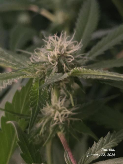 Straw-Trop Cherry Strng Seeds. Week 11