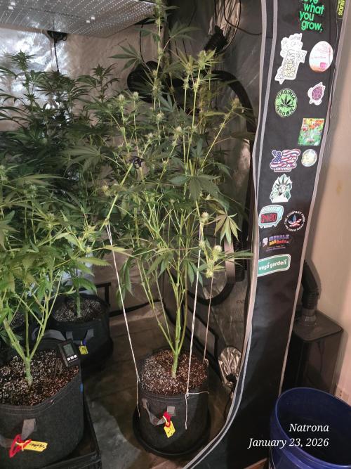 Straw-Trop Cherry Strng Seeds. Week 11