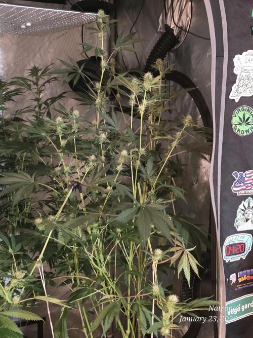 Straw-Trop Cherry Strng Seeds. Week 11