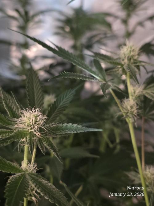 Straw-Trop Cherry Strng Seeds. Week 11