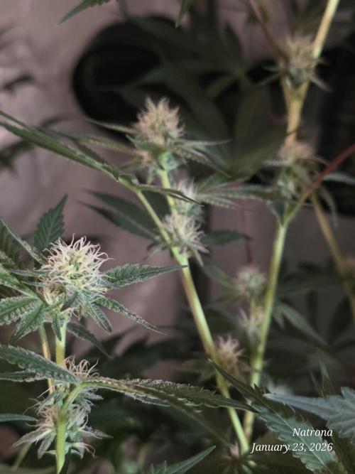 Straw-Trop Cherry Strng Seeds. Week 11