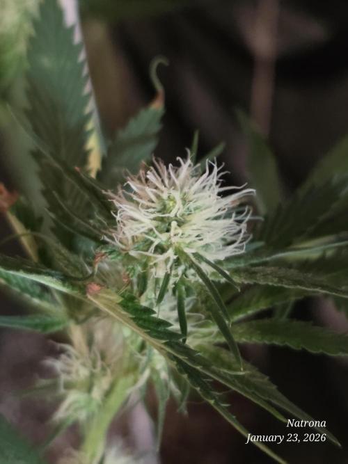 Straw-Trop Cherry Strng Seeds. Week 11