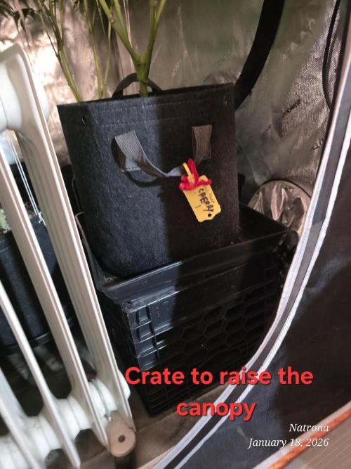 Strawberry Cadillac-Strng Seeds. Week 11