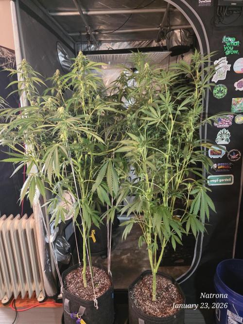 Strawberry Cadillac-Strng Seeds. Week 11