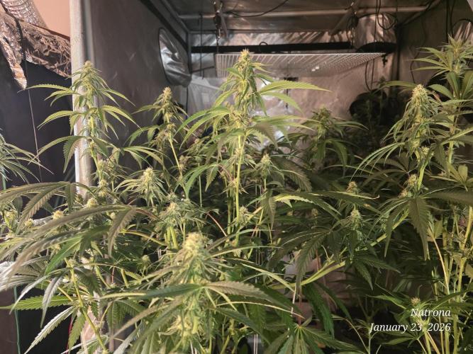 Strawberry Cadillac-Strng Seeds. Week 11