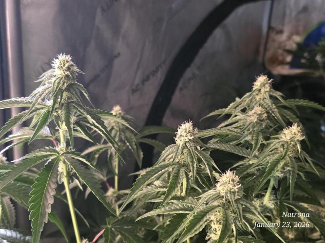 Strawberry Cadillac-Strng Seeds. Week 11