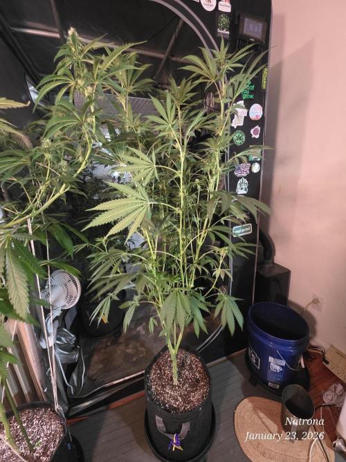 Strawberry Cadillac-Strng Seeds. Week 11