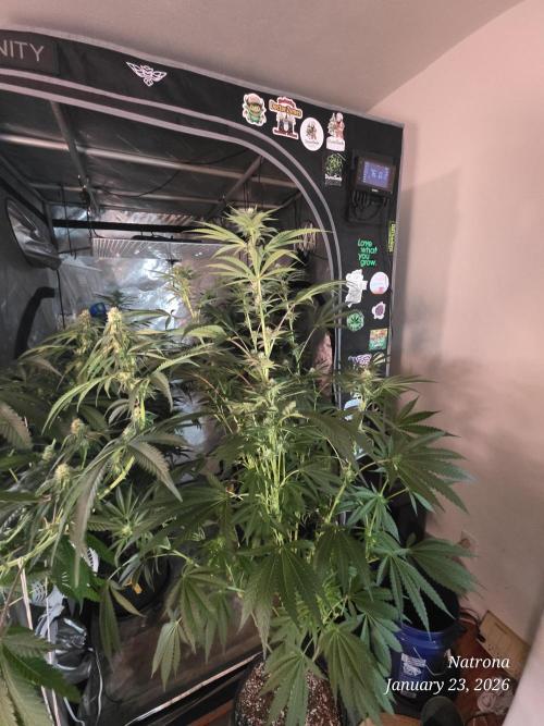 Strawberry Cadillac-Strng Seeds. Week 11