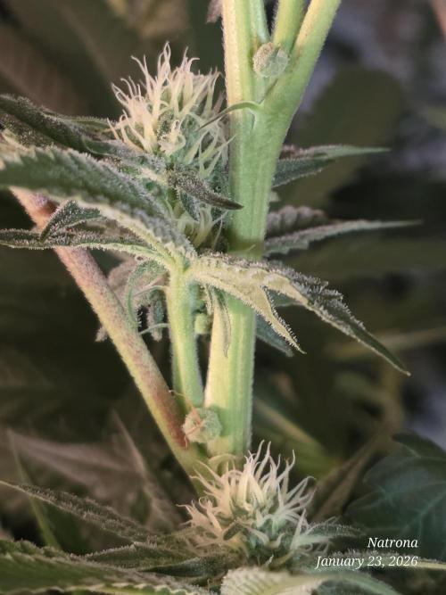 Strawberry Cadillac-Strng Seeds. Week 11