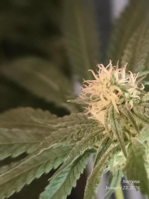 Strawberry Cadillac-Strng Seeds. Week 11