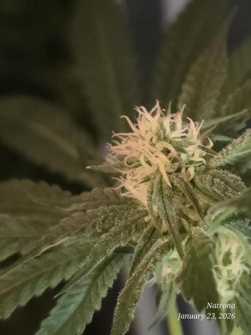 Strawberry Cadillac-Strng Seeds. Week 11