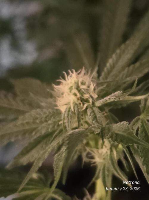 Strawberry Cadillac-Strng Seeds. Week 11