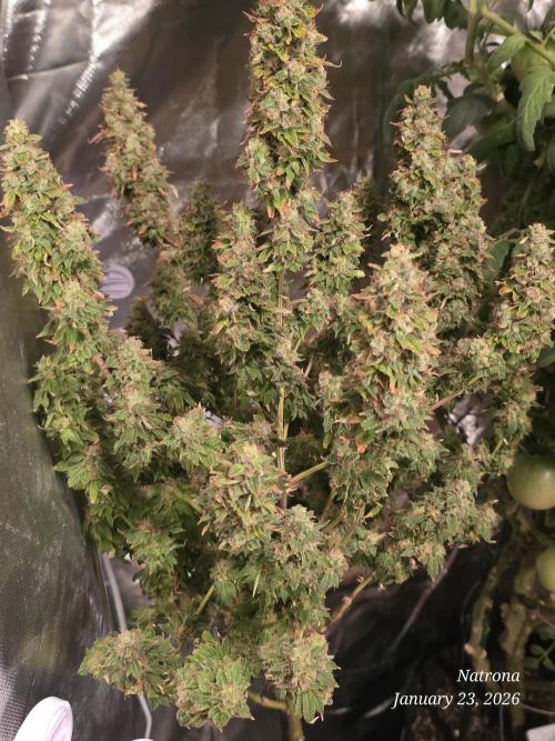 NYC Diesel (was Hey Abby). Week 19