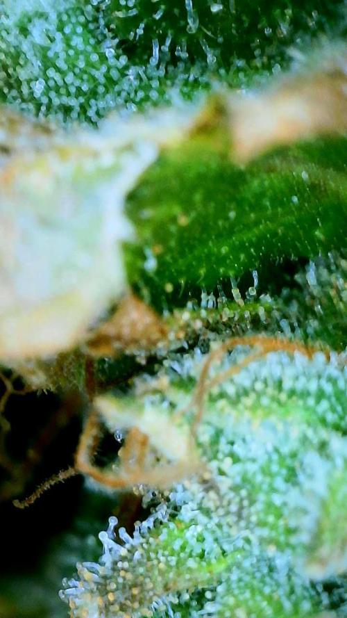 NYC Diesel (was Hey Abby). Week 19