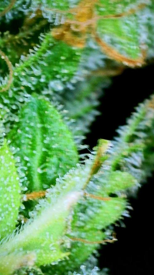 NYC Diesel (was Hey Abby). Week 19