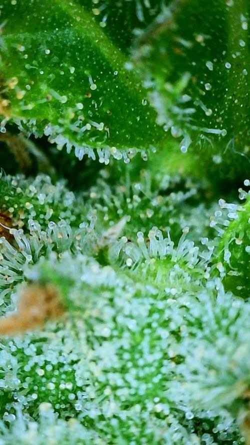 NYC Diesel (was Hey Abby). Week 19