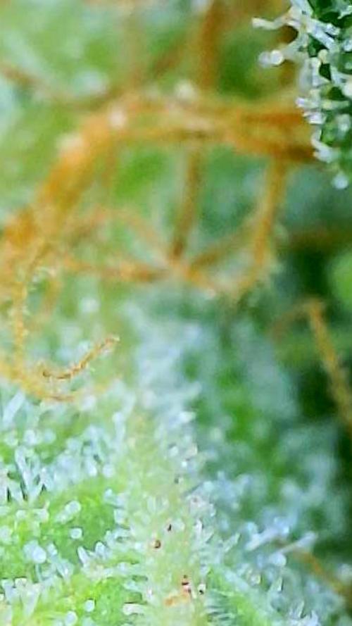 NYC Diesel (was Hey Abby). Week 19