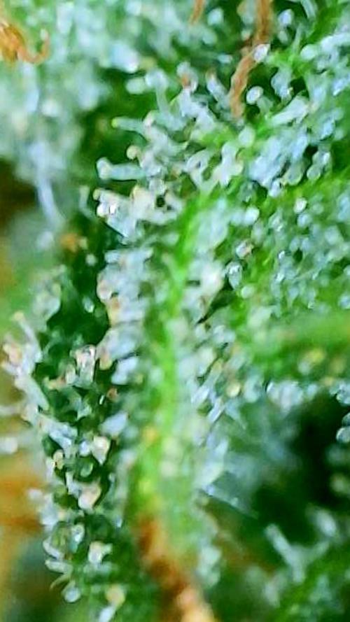 NYC Diesel (was Hey Abby). Week 19