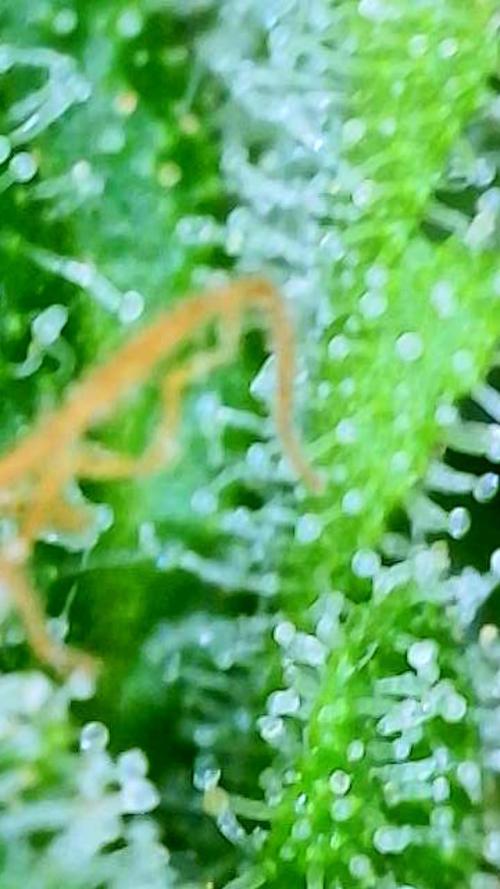 NYC Diesel (was Hey Abby). Week 19