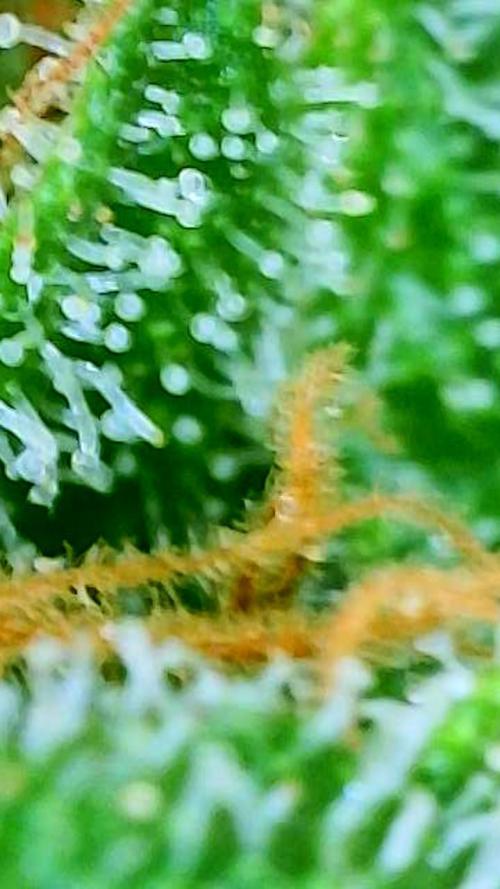 NYC Diesel (was Hey Abby). Week 19