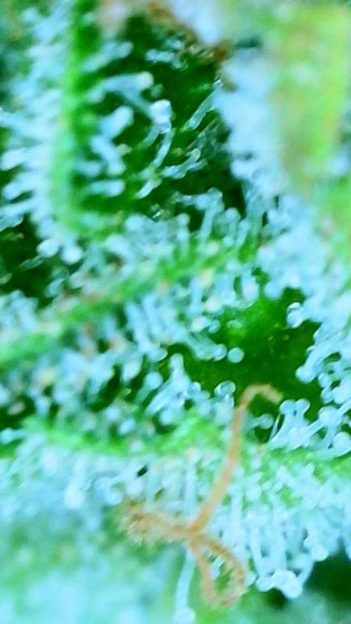 NYC Diesel (was Hey Abby). Week 19