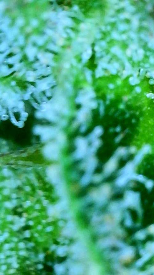 NYC Diesel (was Hey Abby). Week 19