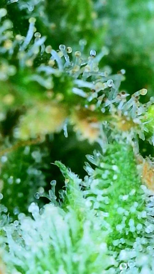 NYC Diesel (was Hey Abby). Week 19