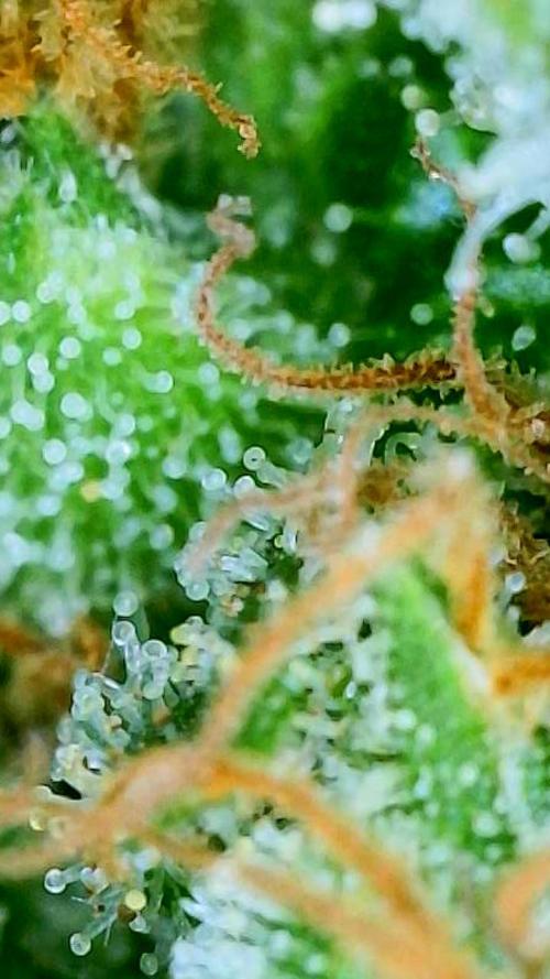 NYC Diesel (was Hey Abby). Week 19