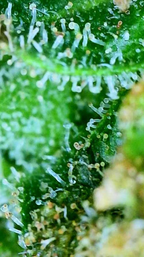 NYC Diesel (was Hey Abby). Week 19