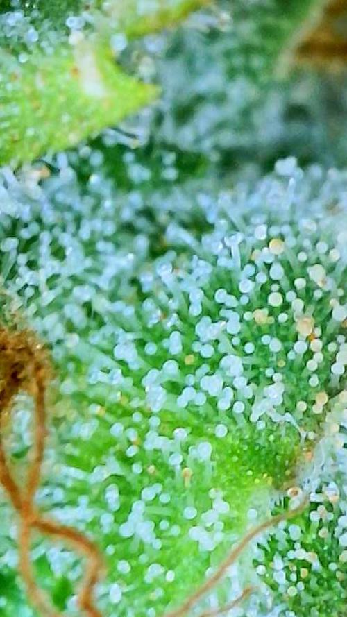 NYC Diesel (was Hey Abby). Week 19