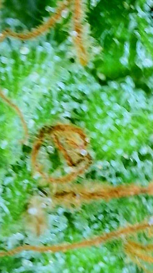 NYC Diesel (was Hey Abby). Week 19