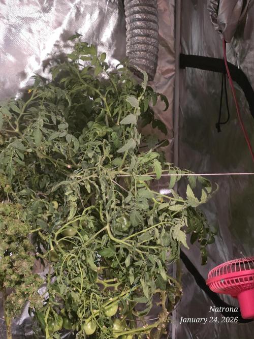 NYC Diesel (was Hey Abby). Week 19 - Tied to the tent. 