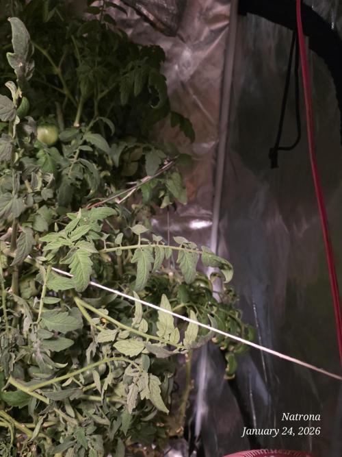 NYC Diesel (was Hey Abby). Week 19