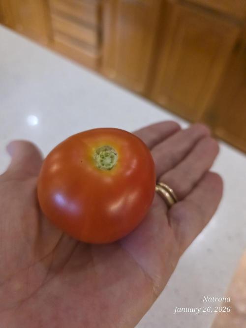 NYC Diesel (was Hey Abby). Week 19 - Nice and getting bigger