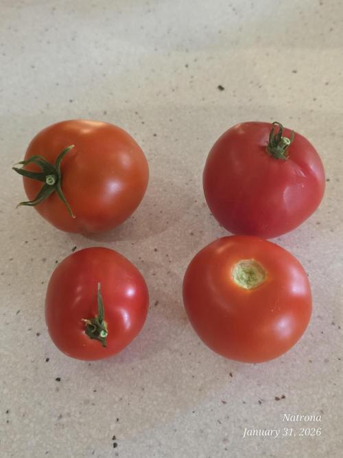 NYC Diesel (was Hey Abby). Week 19