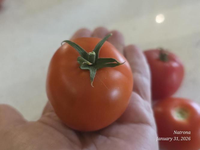 NYC Diesel (was Hey Abby). Week 19 - Bigger