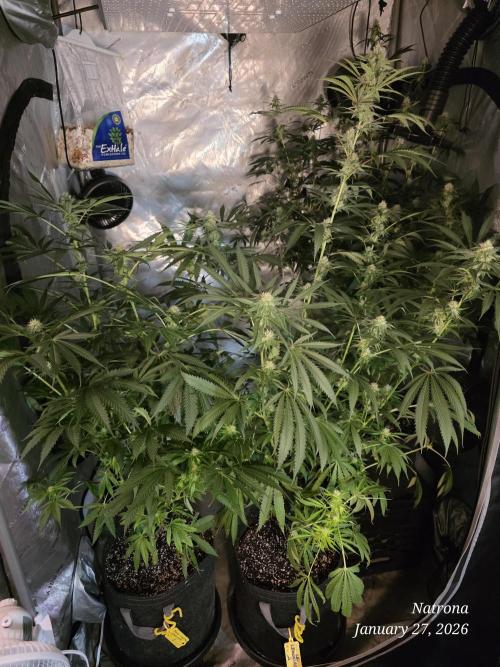 Straw-Lectric Lemonade Strng Seeds. Week 12