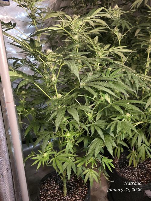 Straw-Lectric Lemonade Strng Seeds. Week 12