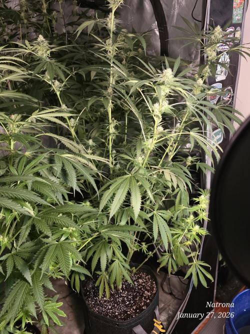 Straw-Lectric Lemonade Strng Seeds. Week 12