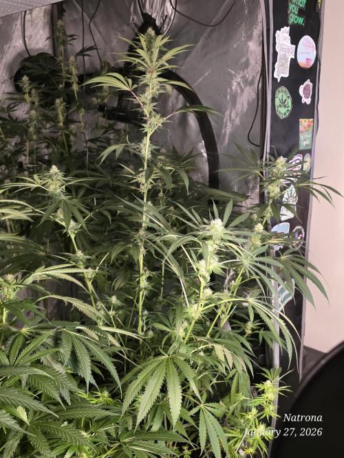 Straw-Lectric Lemonade Strng Seeds. Week 12