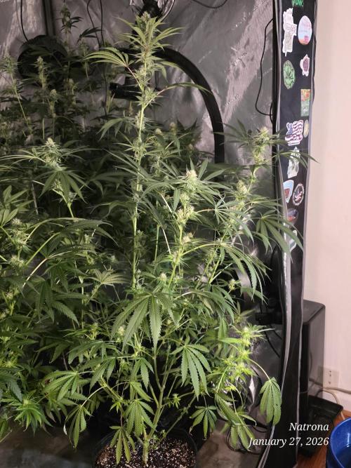 Straw-Lectric Lemonade Strng Seeds. Week 12