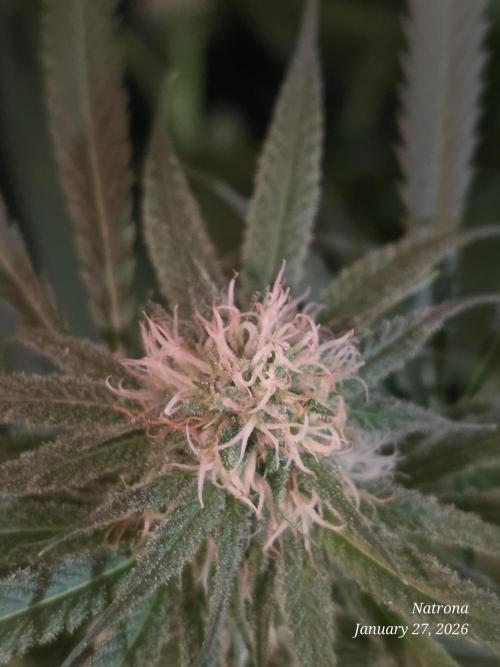 Straw-Lectric Lemonade Strng Seeds. Week 12