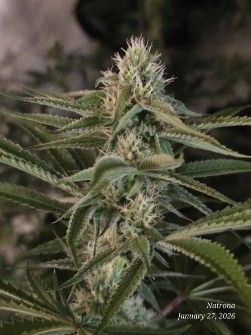 Straw-Lectric Lemonade Strng Seeds. Week 12