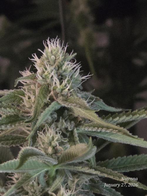 Straw-Lectric Lemonade Strng Seeds. Week 12