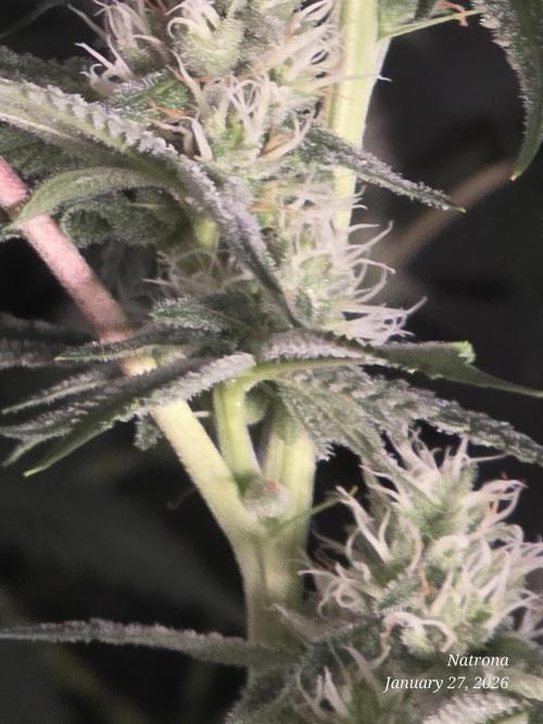 Straw-Lectric Lemonade Strng Seeds. Week 12