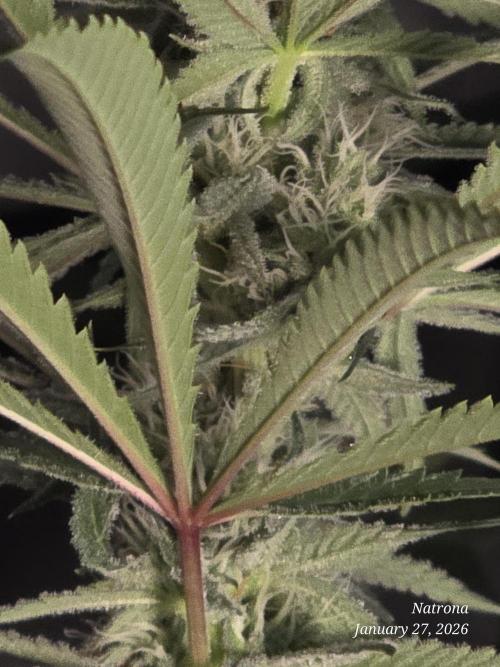 Straw-Lectric Lemonade Strng Seeds. Week 12