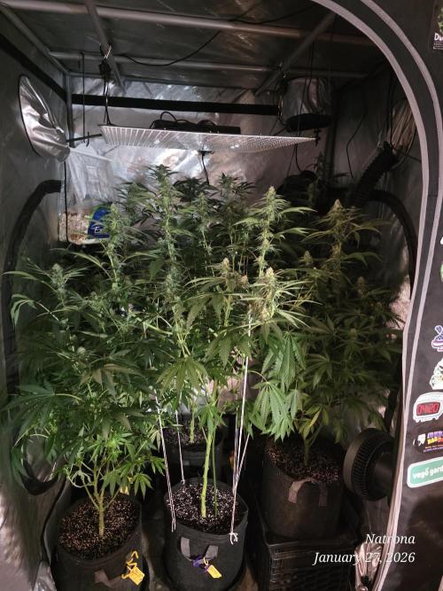 Straw-Lectric Lemonade Strng Seeds. Week 12